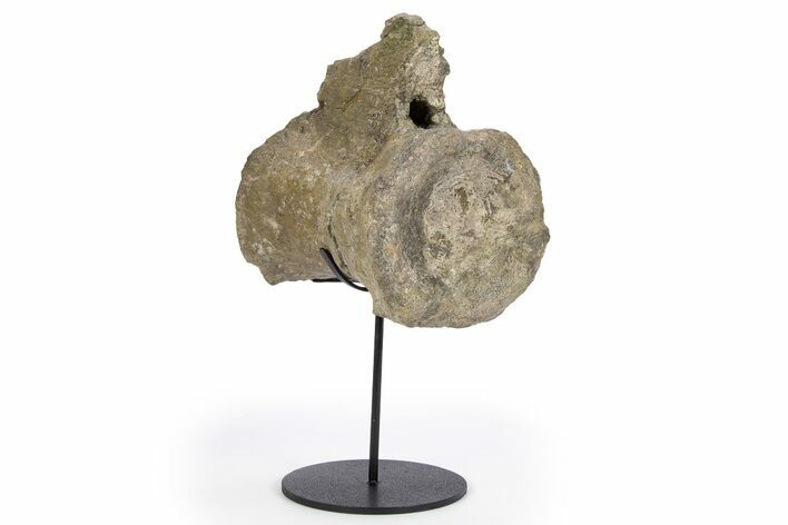 Fossil Sauropod Caudal Vertebra with Metal Stand - Colorado #304868